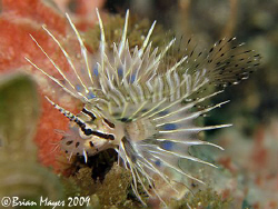 A tiny baby Spotfin Lionfish (Pterois antennata), even mo... by Brian Mayes 